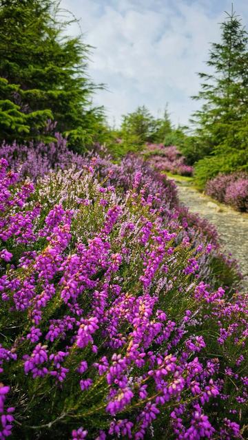 A path winds through a hillside covered in vibrant purple and pink heather flowers, with lush green pine trees lining the trail under a bright, cloudy sky.