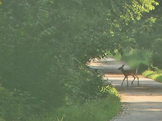 A young deer crossing from right to left on an asphalt path, surrounded by green bushes and trees with green leaves.
