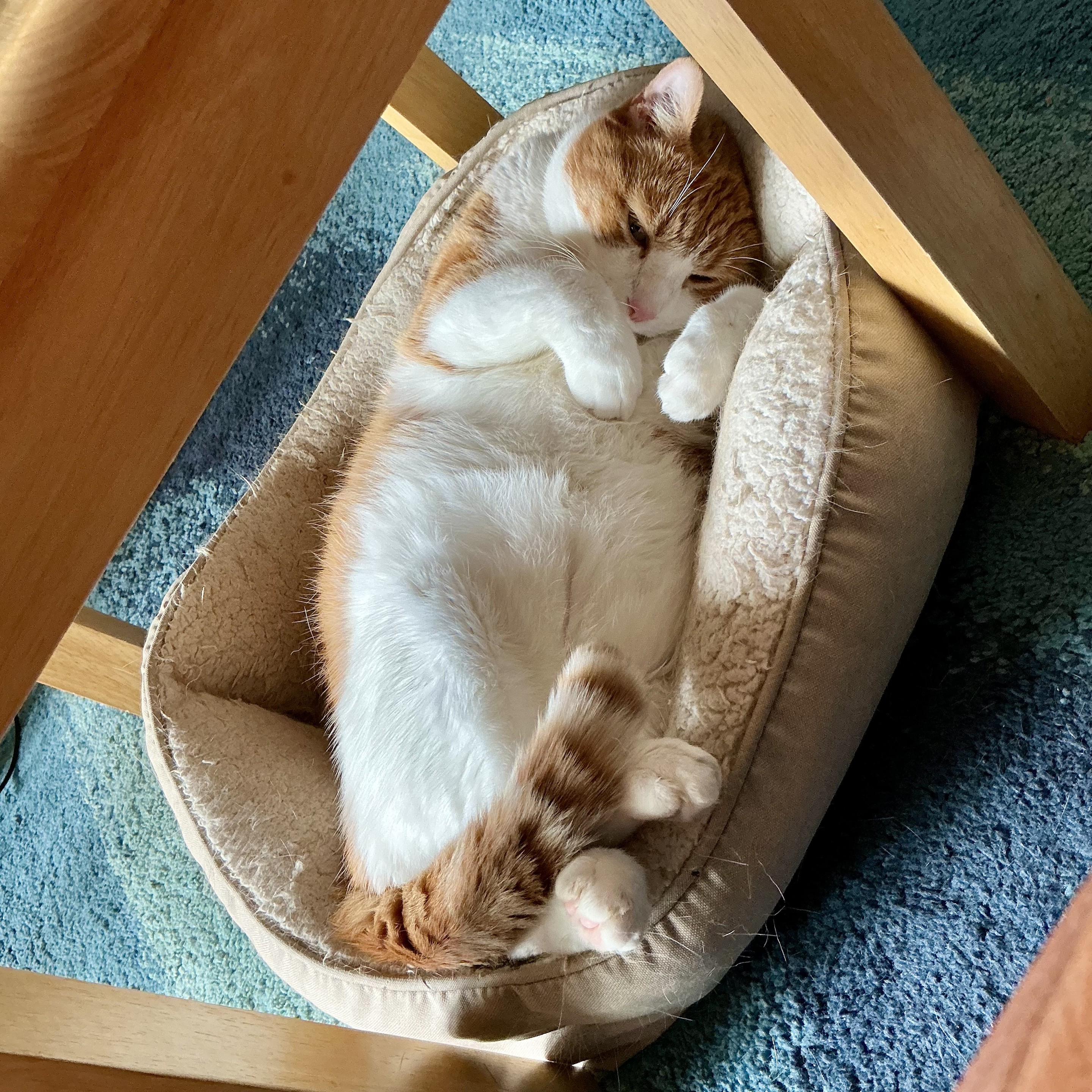 Orange and white short-haired cat lying in a squarish cat bed under a square coffee table on a variated blue carpet. The cat is exposing his white belly with his paws curled up beside his face. His striped tail curls over his feet.