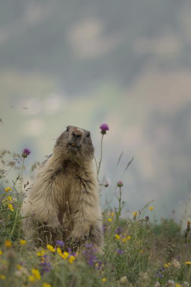 Photograph of a marmot in the alps. It is upclose on the bottom left of the picture, sitting in the grass between a few yellow and purple flowers, looking straight into the camera. The background is blurry and not recognizable.