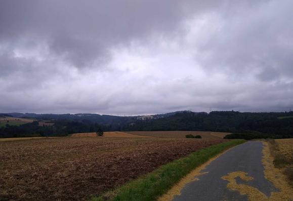 Auf dem Radweg bei Presseck: früherer Regen hat Blüten auf den Weg gewaschen, links ein Feld, in der Ferne die Berge des Frankenwald. Alles grün, nur der Himmel grau und dicht bewölkt.