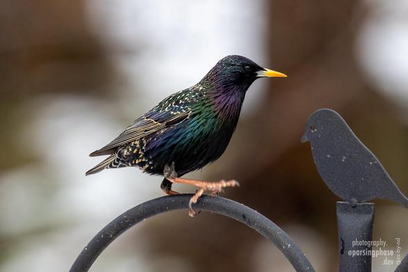 A Starling makes a stunning rainbow from its blazing yellow beak through black, purple, green and blue feathers to a star-specked tail.