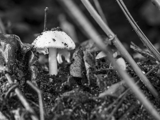 A black and white picture of a white mushroom.