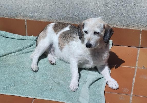 Foto de un perrito encima de una toalla al sol. Parece muy cachorro por el ángulo y la sombra de su cara aunque no lo es