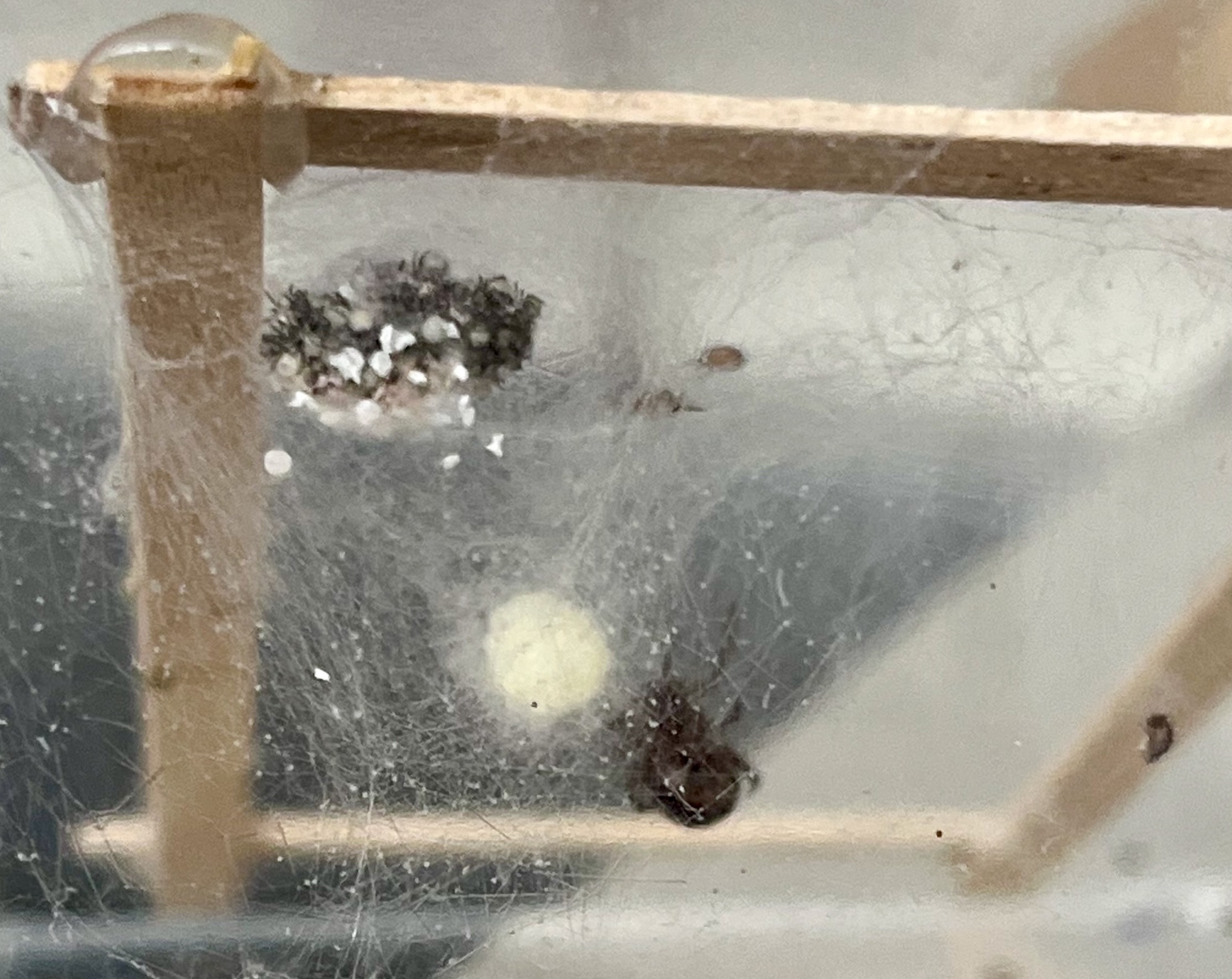 Steatoda borealis egg sacs