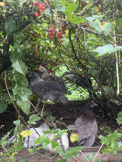 4 chicken resting on red current stems, while mother is walking worried on the ground