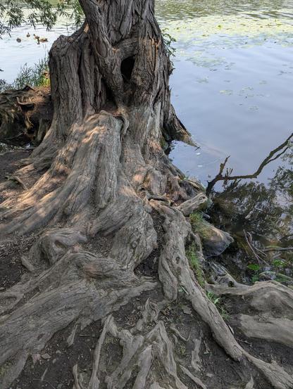 Willow tree roots by lake edge