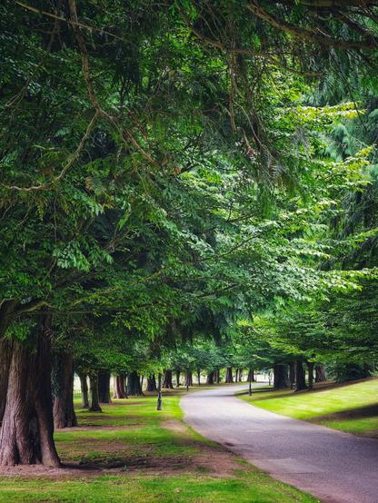 A winding tarmac path curves through a lush green park, lined with a dense canopy of ancient trees and grass. A single lamp post is visible on the right, with a row of them disappearing into the background. The scene is tranquil and inviting.