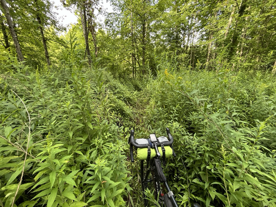 Bike being pushed through massive undergrowth