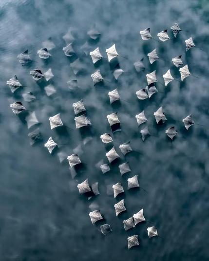 A group of cow-nosed rays swimming in sync as they kick up sand from the sea floor. The scene, captured a few meters off the coast of Southampton, looks like an orchestrated spectacle of nature—hence the name given to the image.