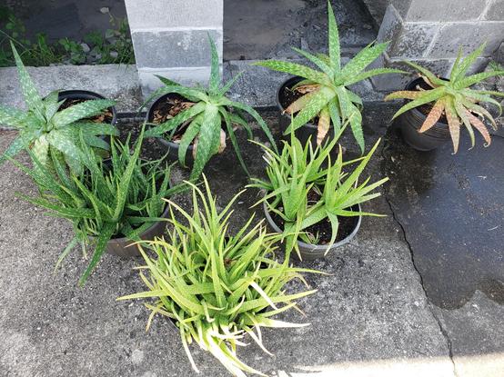 7 pots of aloe vera sitting on concrete in the shade. They are arranged roughly in a pyramid, the row further from the camera containing 4 pots, the next 2, and 1 in the row closest to the camera. The back row pots each contain a single large aloe vera plant, most with wide dark green leaves, though the right 2 have reddish tips on lower leaves. the other 3 pots contain a mix of narrower lighter green aloe in indeterminate amounts.