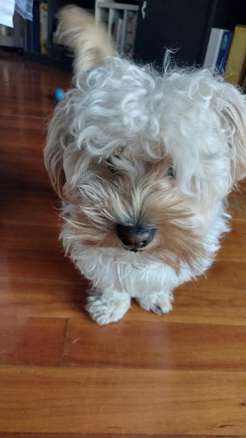 La foto del mio cagnolino