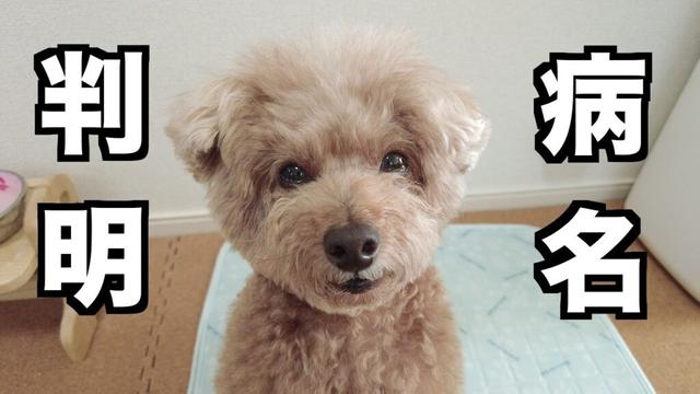 内視鏡検査から2週間。ついに愛犬の病名が分かりました。
