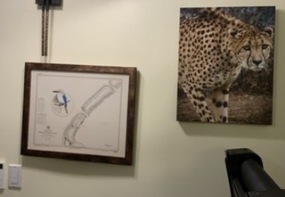 Two pieces of artwork on my gym wall. One is a bird drawn on a pacific island map and the other is a leopard looking at the viewer (photographed by yours truly). In the foreground is a retractable treadmill.