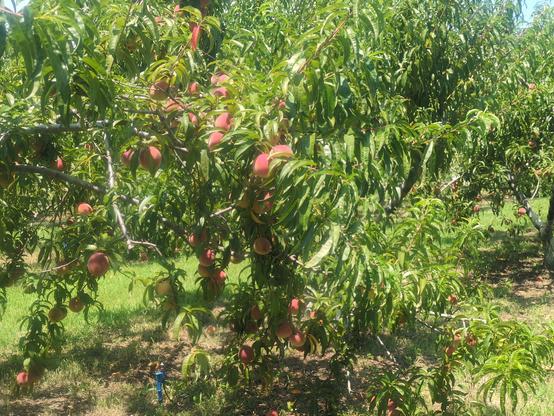 A shot of two lush peach trees filled with peaches.