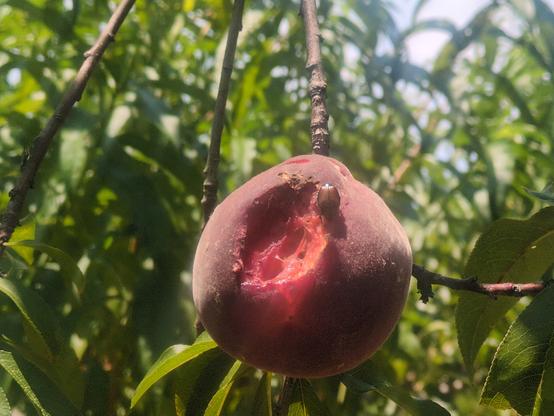 A peach on a branch with a large dent in it being eaten by a beetle.
