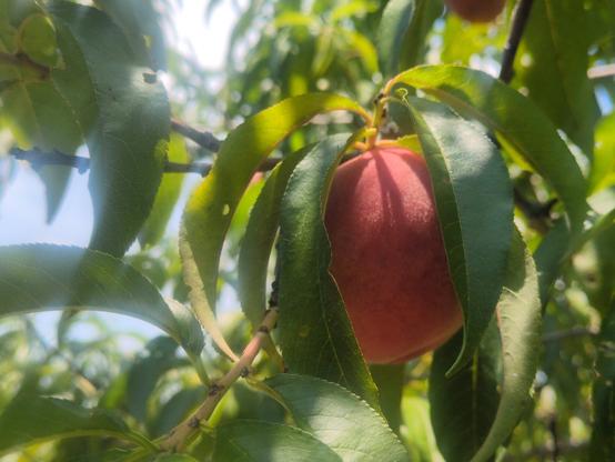 A shot of a single peach on a branch with leaves and branches framing it.