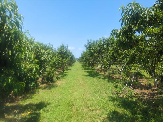 A view of a row of peach trees in a fruit orchard.