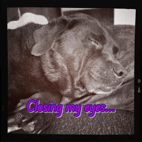 A sepia-toned photo of a chocolate Labrador sleeping peacefully with eyes closed and head resting on a pillow. The caption reads, "Closing my eyes..." in bright purple text.