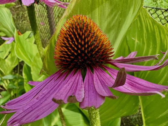 A close-up of a purple coneflower with spiky orange and brown center and green leaves in the background.