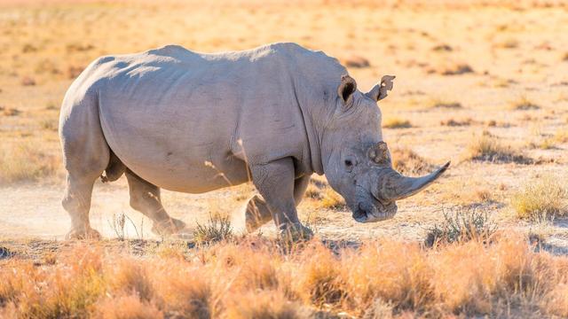 Under constant guard are the last two Northern white #rhinos alive. Evidence of the insanity of #poaching and #trophy #hunting - soon to be lost forever. Mourn for them, fight for them forever! ☠️🦏 END TROPHY HUNTING! #Boycott4Wildlife @palmoildetect https://palmoildetectives.com/2021/03/15/the-rarest-rhino-the-two-last-northern-white-rhinos-of-kenya?utm_source=mastodon&utm_medium=Palm+Oil+Detectives&utm_campaign=publer