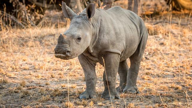 Under constant guard are the last two Northern white #rhinos alive. Evidence of the insanity of #poaching and #trophy #hunting - soon to be lost forever. Mourn for them, fight for them forever! ☠️🦏 END TROPHY HUNTING! #Boycott4Wildlife @palmoildetect https://palmoildetectives.com/2021/03/15/the-rarest-rhino-the-two-last-northern-white-rhinos-of-kenya?utm_source=mastodon&utm_medium=Palm+Oil+Detectives&utm_campaign=publer