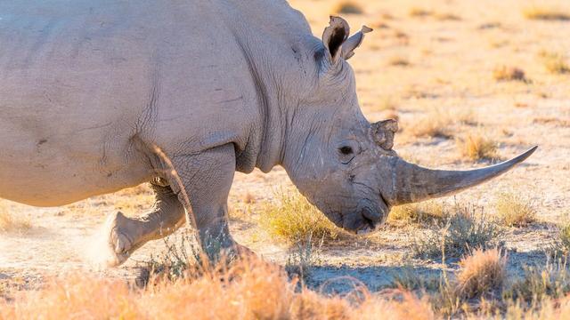 Under constant guard are the last two Northern white #rhinos alive. Evidence of the insanity of #poaching and #trophy #hunting - soon to be lost forever. Mourn for them, fight for them forever! ☠️🦏 END TROPHY HUNTING! #Boycott4Wildlife @palmoildetect https://palmoildetectives.com/2021/03/15/the-rarest-rhino-the-two-last-northern-white-rhinos-of-kenya?utm_source=mastodon&utm_medium=Palm+Oil+Detectives&utm_campaign=publer