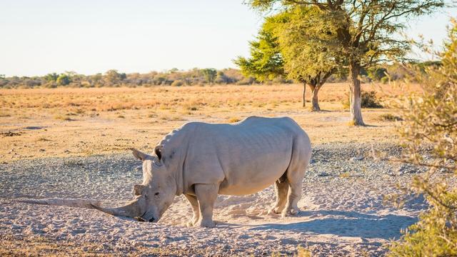 Under constant guard are the last two Northern white #rhinos alive. Evidence of the insanity of #poaching and #trophy #hunting - soon to be lost forever. Mourn for them, fight for them forever! ☠️🦏 END TROPHY HUNTING! #Boycott4Wildlife @palmoildetect https://palmoildetectives.com/2021/03/15/the-rarest-rhino-the-two-last-northern-white-rhinos-of-kenya?utm_source=mastodon&utm_medium=Palm+Oil+Detectives&utm_campaign=publer