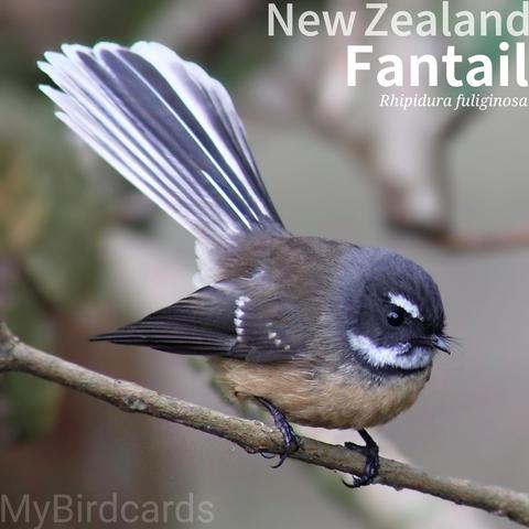 🌏 New Zealand Fantail (Rhipidura fuliginosa) 

The New Zealand Fantail is a small, energetic bird with a variable grey-brown back, a yellowish-orange underside, and a dark band across its chest below a white throat. Distinctive white "eyebrows" adorn its dark grey face. Found throughout New Zealand in forests, gardens, and scrublands, it is highly active and not shy. It uses its fanned tail to make acrobatic flights while catching insects. 

Four subspecies are recognised.

Conservation status: Least Concern (IUCN 3.1)

📷: Photo by LorryM via Pixabay 
https://pixabay.com/photos/new-zealand-native-bird-fantail-4835197/

YPSN
