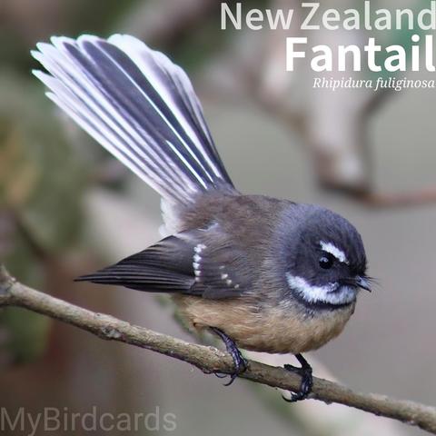 ๐ New Zealand Fantail (Rhipidura fuliginosa)
The New Zealand Fantail is a small, energetic bird with a variable grey-brown back, a yellowish-orange underside, and a dark band across its chest below a white throat. Distinctive white "eyebrows" adorn its dark grey face. Found throughout New Zealand in forests, gardens, and scrublands, it is highly active and not shy. It uses its fanned tail to make acrobatic flights while catching insects.
Four subspecies are recognised.
Conservation status: Least Concern (IUCN 3.1)
๐ท: Photo by LorryM via Pixabay
https://pixabay.com/photos/new-zealand-native-bird-fantail-4835197/
YPSN