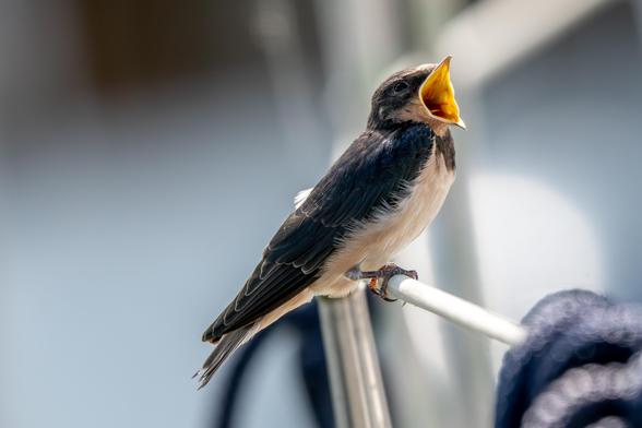 juvenile Rauchschwalbe
