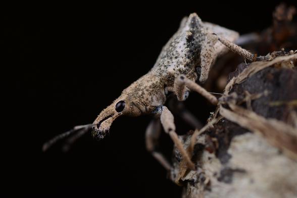 A macro photo of a grey weevil standing on the side of a branch. It has a big black eye and two blunt spike-like protrusions from the back of its abdomen.
