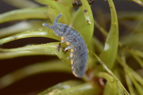 A photo of a plump bluish springtail with yellow bumps protruding from the sides of its abdomen. It's got a beady little dark eye. It's sitting on some moss and is about 4 mm long.