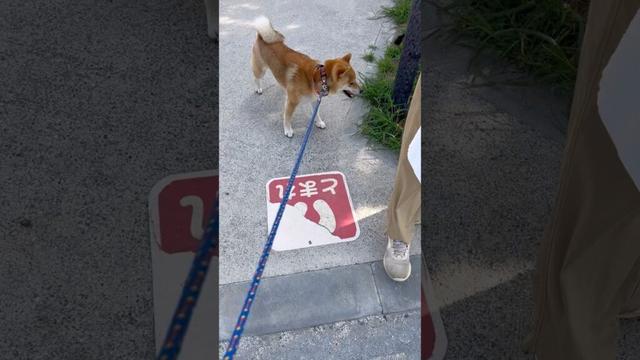 柴犬とん君の勘違い😆 #柴犬 #柴犬とん