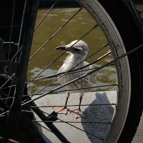 A gull standing behind a bicycle wheel, alongside aan Amsterdam canal.