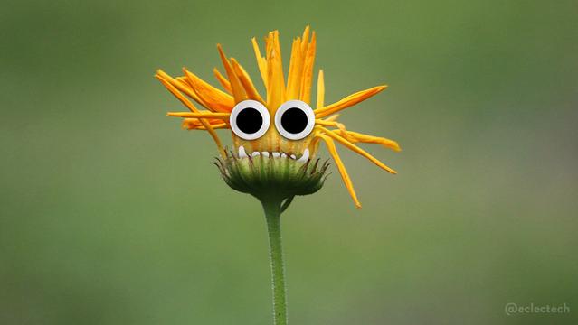 A photo of a single yellow flower against a blurred green backdrop. It's not fully opened, with the petals appearing like yellow spikes as they curl in on themselves. They are arranged in a very chaotic fashion. I have added teeth poking up from behind the base leaves, and large googly eyes.