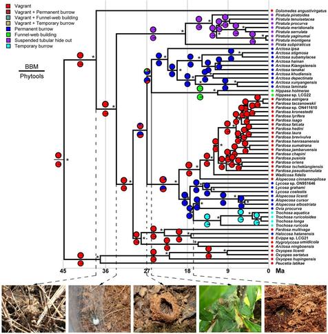 Phylogenetic tree (with hunting habit annotations) and in situ habit photos of species within the Lycosidae (Araneae).