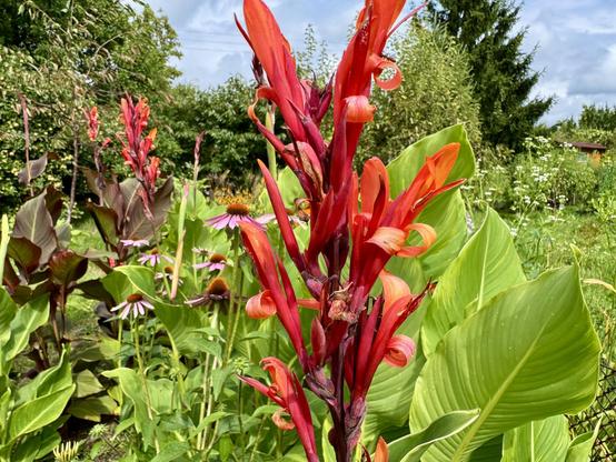 Żywe skupisko czerwonych i pomarańczowych kwiatów, prawdopodobnie cannas, pośród bujnych zielonych liści i innych kwitnących roślin w ogrodzie. 

A vibrant cluster of red and orange flowers, possibly cannas, amidst lush green foliage and other blooming plants in a garden setting.
