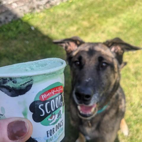 A small carton of ice cream is being held in the foreground. In the background, a large dog is looking hopefully at the ice cream.