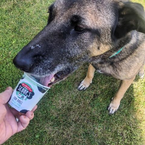 The carton of ice cream is being held, and the dog is gently licking the contents.