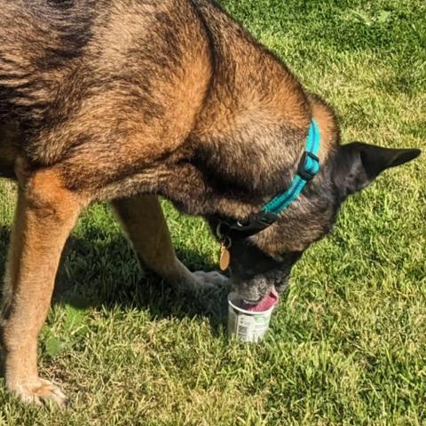 The dog has taken the carton of ice cream, and is standing up and licking from the carton.