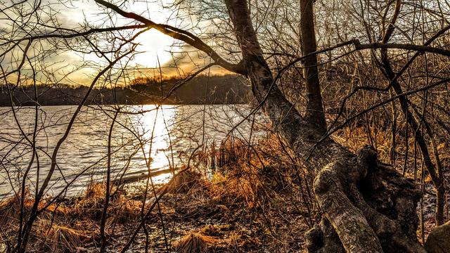 Standing near the shore of a lake in a winter forest of naked branches and dormant golden-brown grasses. Behind a shroud of haze and thin clouds, the sun is a large bright blob sinking towards another leafless forest covering a low ridge rising above the far shore. Its rays are tinting many of the clouds in pale bronze tones and creating a broad trail of bright white across the small waves rippling the lake surface. Away from that light trail, the crests of the waves are reflecting a bright silver light.