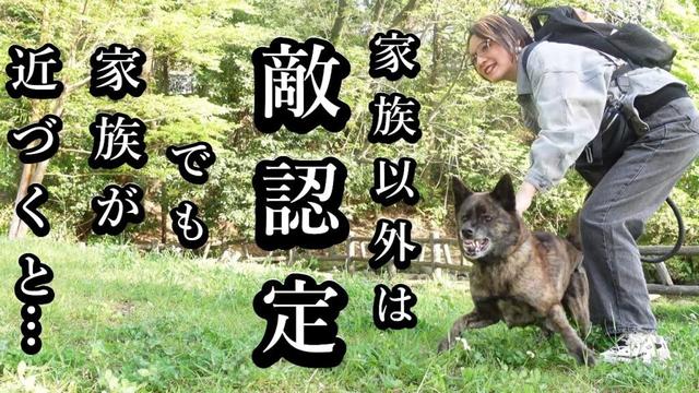 家族以外は敵！敵が近づいてくると一瞬で豹変する甲斐犬！でも家族が近づくと…！？　 #甲斐犬 #柴犬　#dog