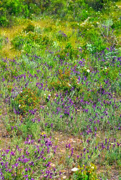 terrain de garrigue couvert de lavandes papillon, romarin, cistes