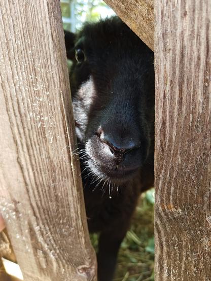 Black sheep peeking through a wooden gate.