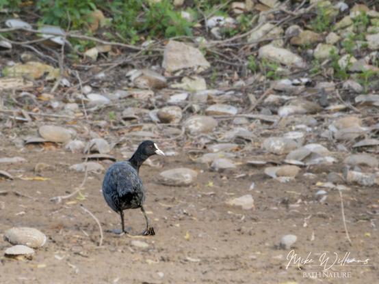 A coot on a lake shore, surrounded by mussel shells
