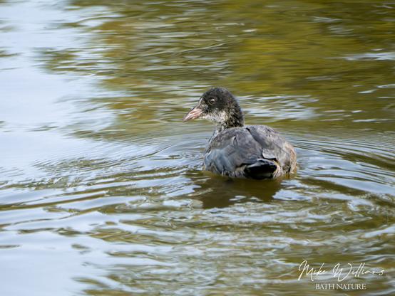 A Coot chick in a lake
