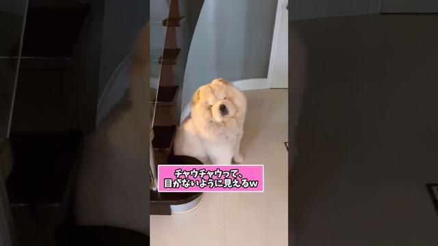 仕事で疲れた皆に贈る笑いと癒しのチャウチャウ5選ww　#チャウチャウ #笑える #癒し #大型犬のいる生活 #大型犬のいる暮らし #元気になる動画