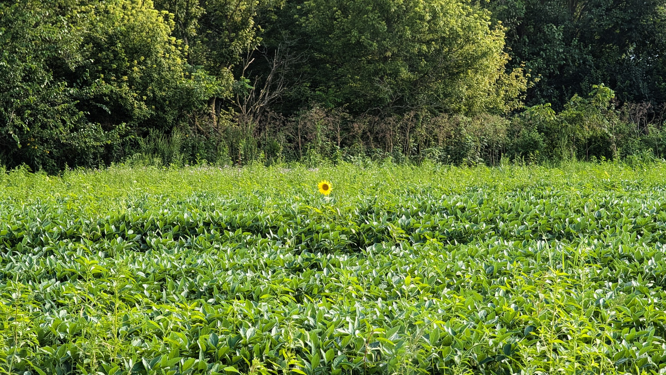 A single sunflower in a field of soybeans.