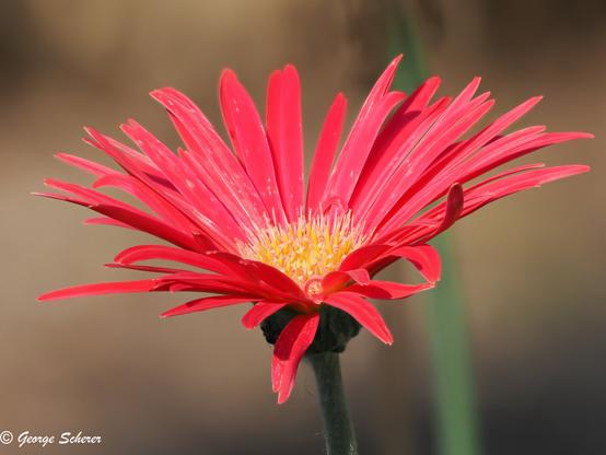 Close-up of a Barberton Daisy, with many slender bright red petals surrounding a yellow center, on a green stalk, against an out of focus tan background.